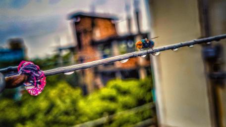 Bluebottle wallpaper