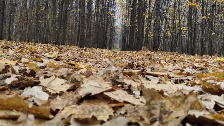 Autumn Pathway Surrounded by Nature's Beauty wallpaper