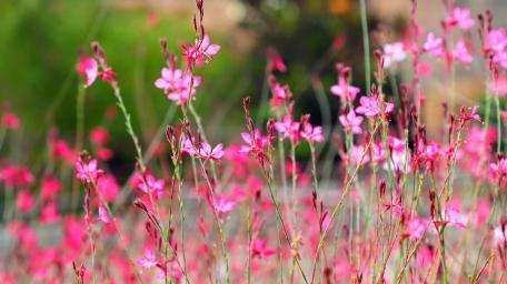 wildflowers wallpaper