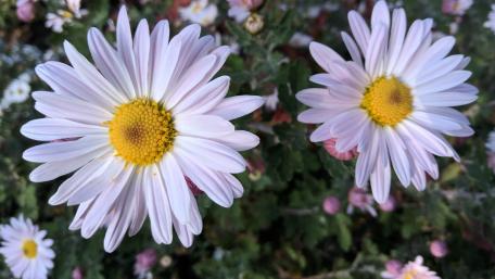 Gentle Beauty of White Daisies in Bloom wallpaper