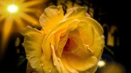 Yellow Rose Radiance in Sunshine 4K wallpaper