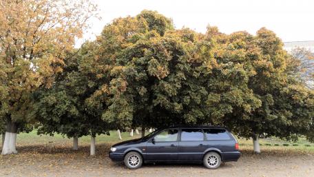 Serene Car Under Autumn Foliage Scene wallpaper