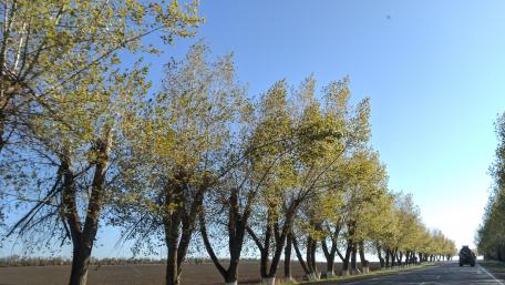 Serene Autumn Roadside View in 4K Quality wallpaper