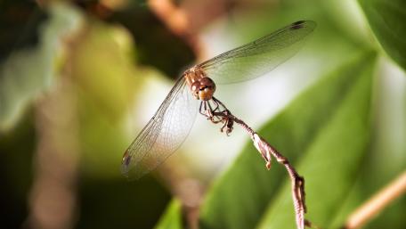 Dragonfly in the autumn wallpaper