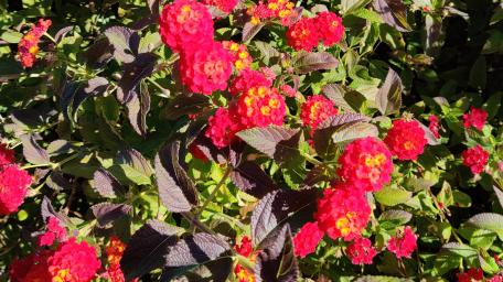 Vibrant Lantana Blooms in Full Glory wallpaper