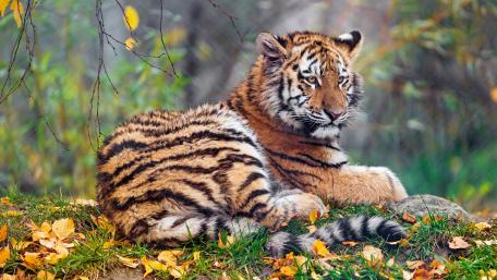 Tiger Cub Amid Autumn Foliage wallpaper