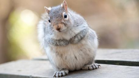 Adorable Fluffy Squirrel on Wooden Surface wallpaper