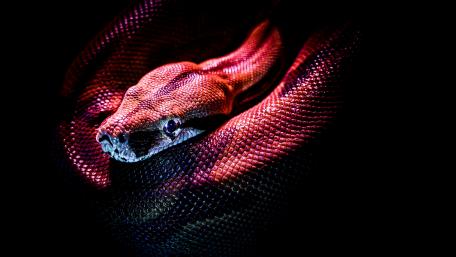 Serpentine Grace in the Shadows wallpaper