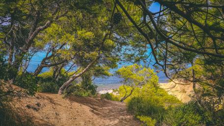 A Sea Hiding Behind The Trees wallpaper