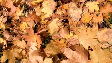 autumn leaves wallpaper