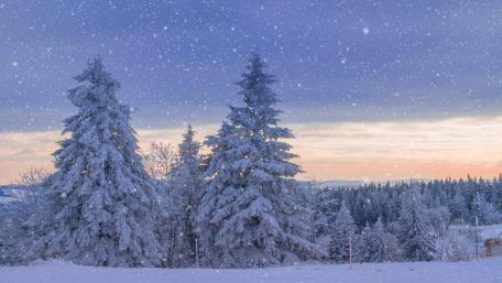 Winter Wonderland Pines wallpaper