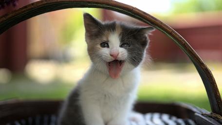 Cheeky Kitten Mid-Meow in a Basket wallpaper