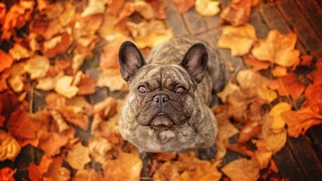 Charming Dog Surrounded by Autumn Leaves wallpaper