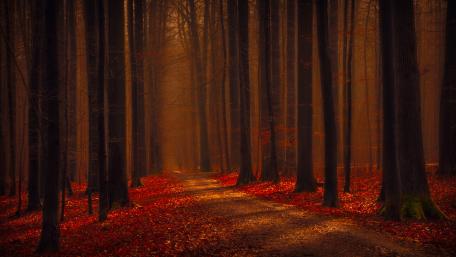 Autumnal Hues on a Forest Road wallpaper