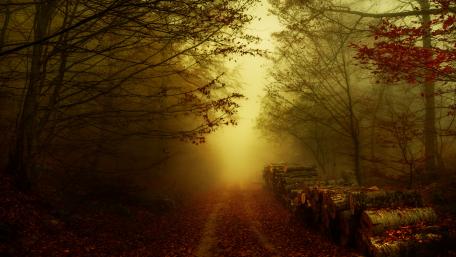 Misty Dirt Road Through Autumn Forest wallpaper