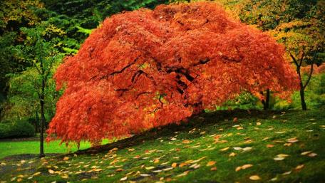 Fiery Autumn Canopy wallpaper