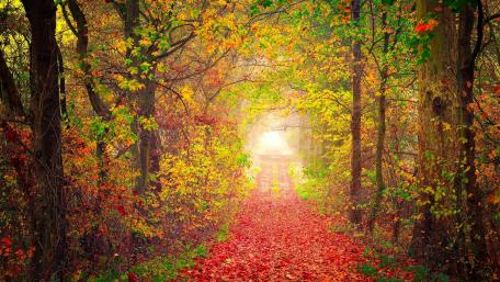 Autumn Forest Pathway wallpaper