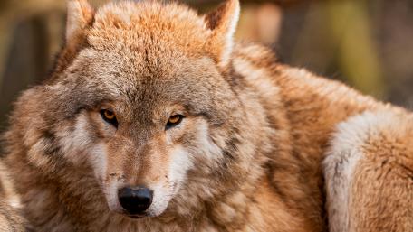 Majestic Gaze of the Wilderness Wolf wallpaper