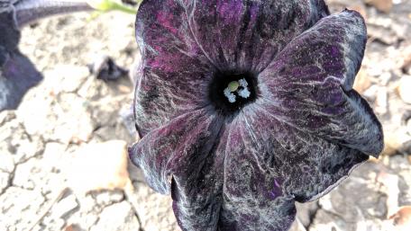 Mystical Black Petunia Flower Wallpaper wallpaper