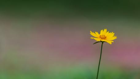 Yellow Flower wallpaper