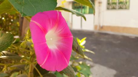 nice flower in morning wallpaper