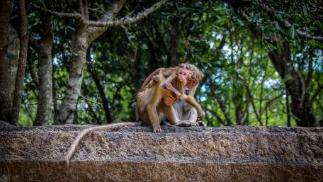 Monkey Family wallpaper