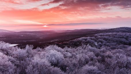Winter's Frosty Embrace Under a Pink Sky wallpaper