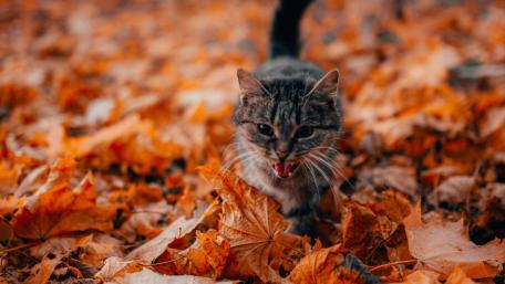 Whiskers Among Autumn Leaves wallpaper