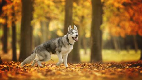 Majestic Husky Amidst Autumn Leaves wallpaper