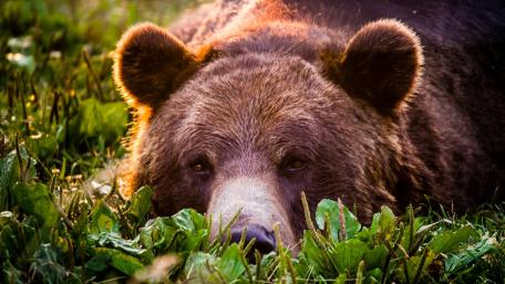 Majestic Bear in Serene Nature Scene wallpaper