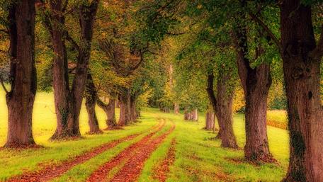 Autumn Serenity on a Countryside Path wallpaper