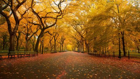 Golden Pathway Through Autumn Trees wallpaper