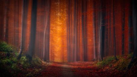 Autumn Bliss in a Red Forest wallpaper