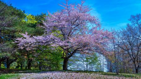 Spring Blossom in Full Glory wallpaper