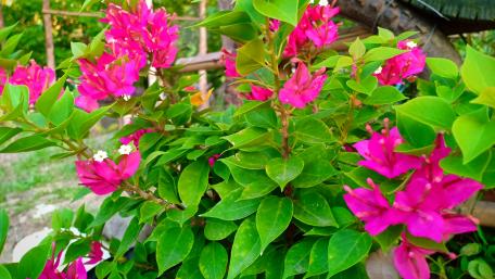 Bougainvillea wallpaper