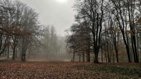Autumn trees wallpaper