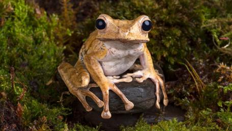 Hidden Beauty of a Forest Frog in 4K wallpaper