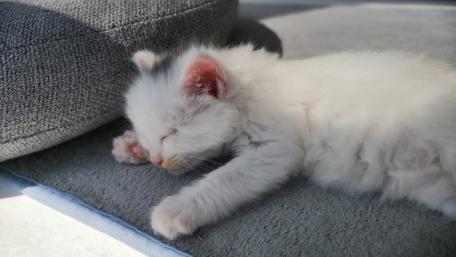Little milk cat just after the full moon wallpaper