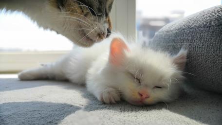 Sweet Dreams in Sunlit Splendor wallpaper