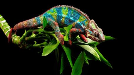 Vivid Chameleon on a Leafy Branch wallpaper