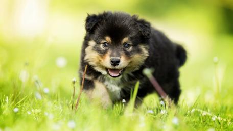 Adorable Puppy in a Sunny Meadow wallpaper