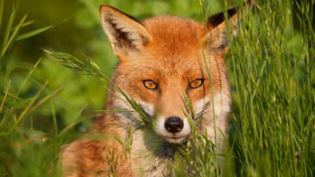 Majestic Fox in a Lush Green Landscape wallpaper