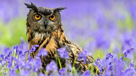Majestic Owl Among Vibrant Flowers wallpaper