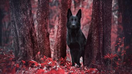 Mystical Black Dog in a Red Forest Scene wallpaper