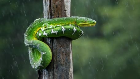 Vibrant Green Serpent Amidst Rainy Bliss wallpaper