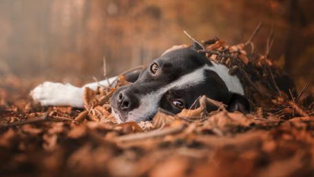 Autumn Calmness with a Dog Among Leaves wallpaper