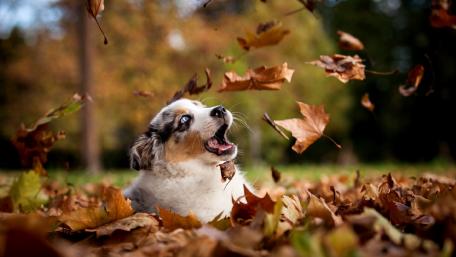 Joyful Puppy Playing in Autumn Leaves wallpaper