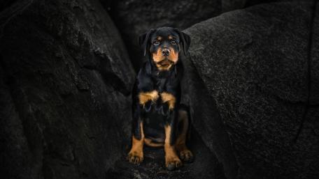 Majestic Rottweiler Amidst Rocks wallpaper