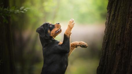 Playful Rottweiler Enjoying Nature wallpaper