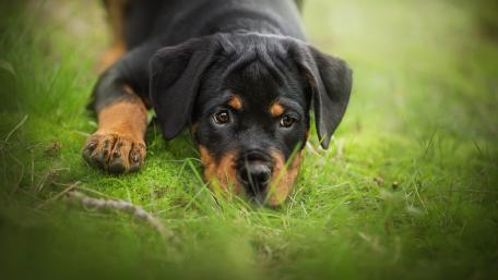Playful Rottweiler Puppy in a Natural Setting wallpaper
